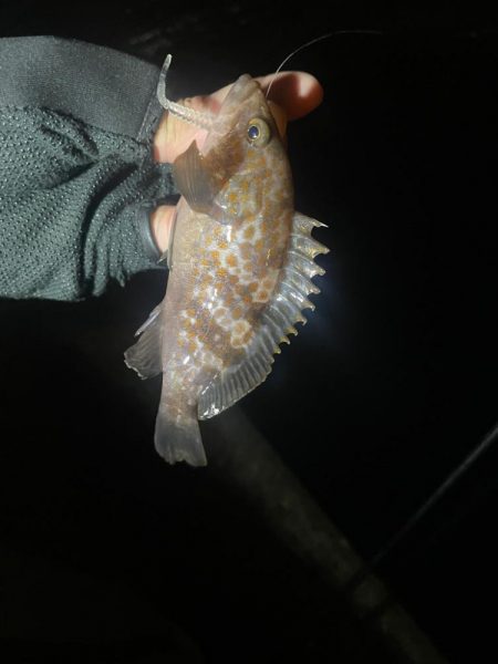 アジみーつけた！