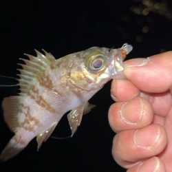 極寒メバリング