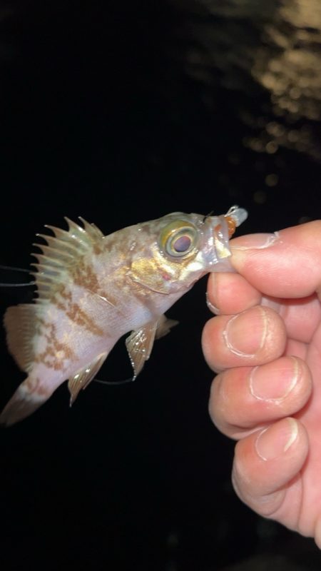 極寒メバリング