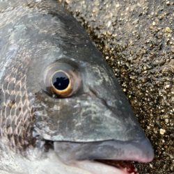 エビ撒きでおチヌさん活性高いです