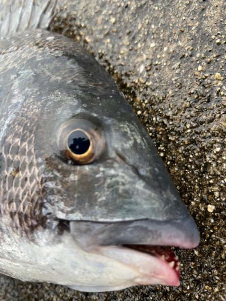 エビ撒きでおチヌさん活性高いです