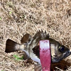 終盤の湾奥アジング
