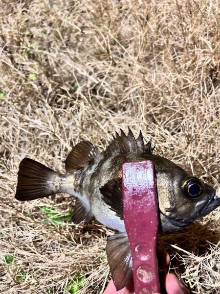 終盤の湾奥アジング
