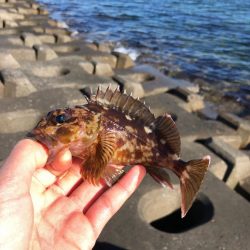 篠島で釣り