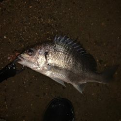 淀川のルアー釣り