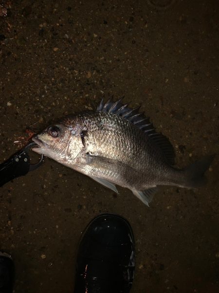淀川のルアー釣り