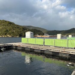 あなたに逢い鯛釣り堀 夕まずめ