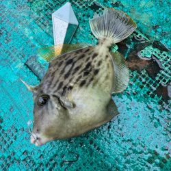 和歌山カワハギ釣行