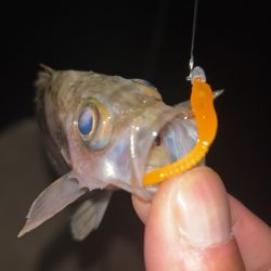 豆アジまだ釣れるの？