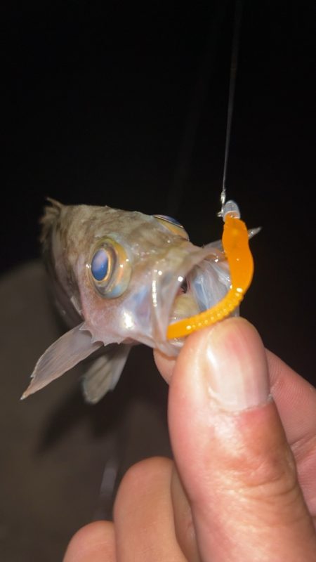 豆アジまだ釣れるの？