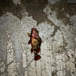 アジング→ガシリング