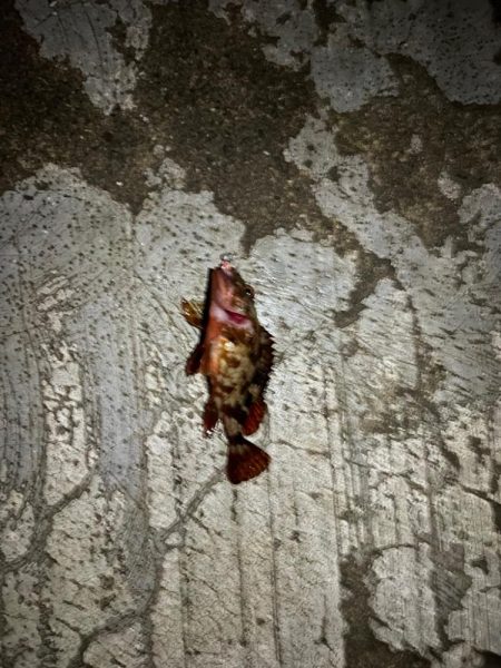 アジング→ガシリング