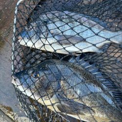 チニング　今年初釣行