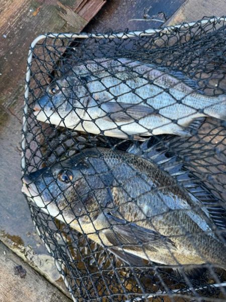 チニング　今年初釣行