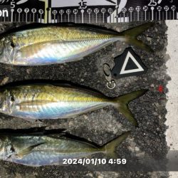 まだアジ居ます