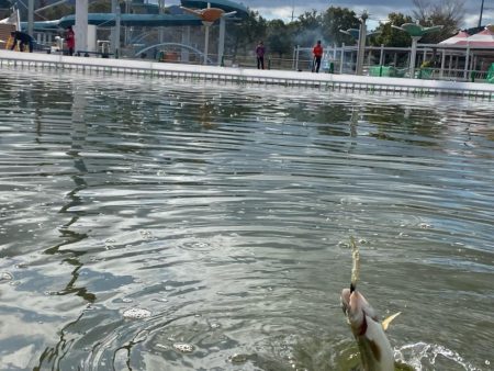 大会前のプラクティス