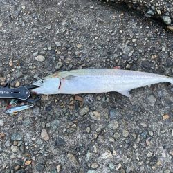 今シーズン初サゴシ