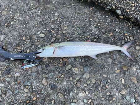 今シーズン初サゴシ