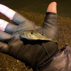 短時間、深夜ライトゲーム