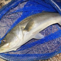 真冬のシーバスフィッシング