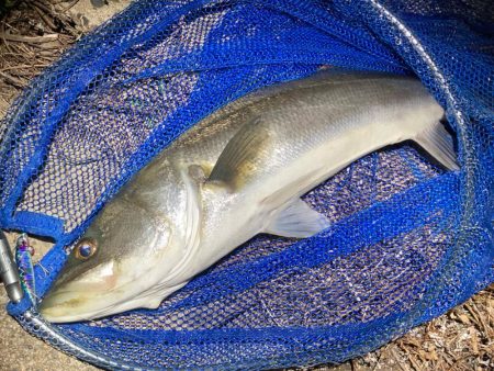 真冬のシーバスフィッシング