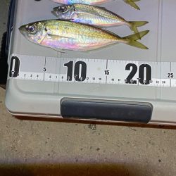 釣れる時間短い