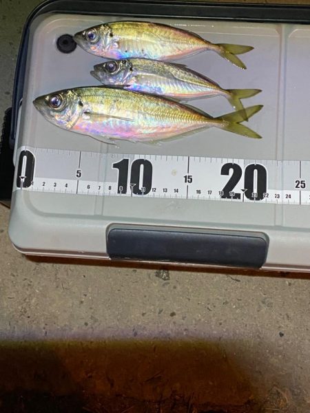 釣れる時間短い