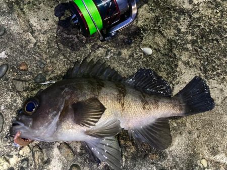 キシイチ×エサヘッド＝アカメフグ