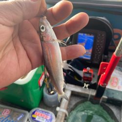 ワカサギ、シナノユキマス釣り