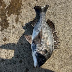 エビ撒きで初チヌ釣れました