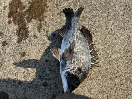 エビ撒きで初チヌ釣れました