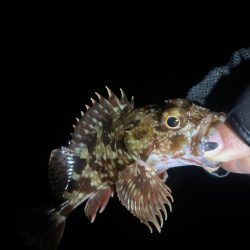 大きなメバル！！