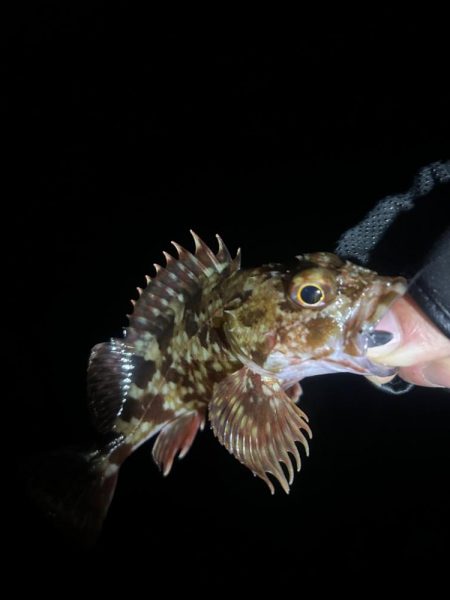 大きなメバル！！