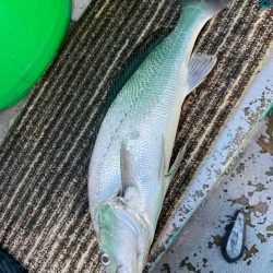 銚子沖、イワシ泳がせ