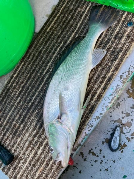 銚子沖、イワシ泳がせ