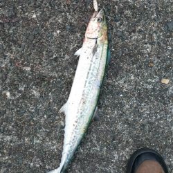 先週のサゴシ釣行に味をしめ