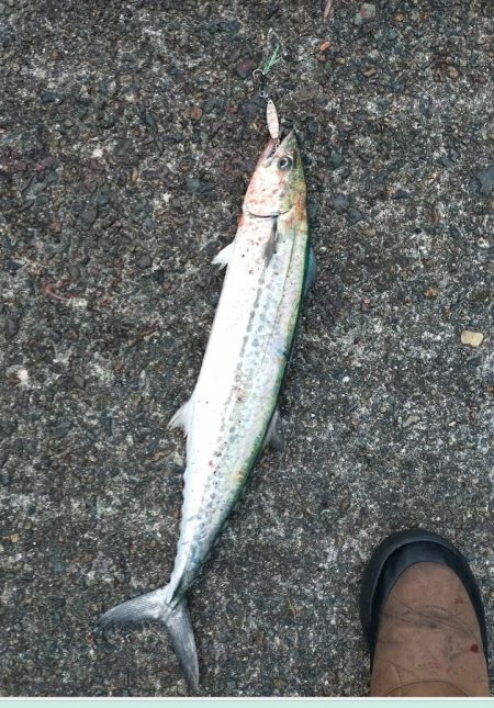 先週のサゴシ釣行に味をしめ