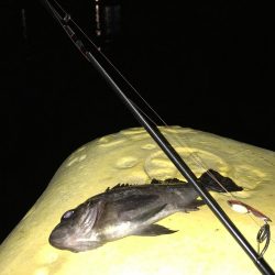 メバルは真冬の激渋!ガシラは産卵前の荒食いで爆釣モード!!