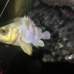 メバルは真冬の激渋！ガシラは産卵前の荒食いで爆釣モード！！