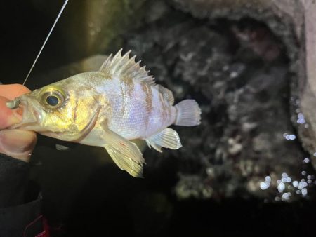 メバルは真冬の激渋！ガシラは産卵前の荒食いで爆釣モード！！