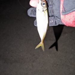 メバリングがアジングに