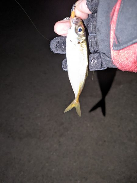 メバリングがアジングに