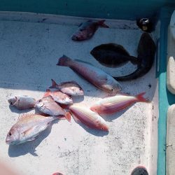 伊島近海鯛ラバ