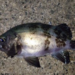 活性は高くない。