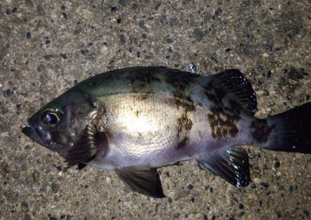 活性は高くない。