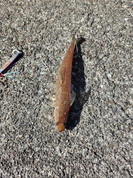 大きさの割に引きが