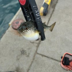 和歌山雑賀崎アジング