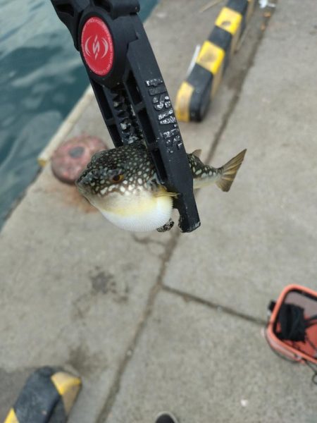 和歌山雑賀崎アジング