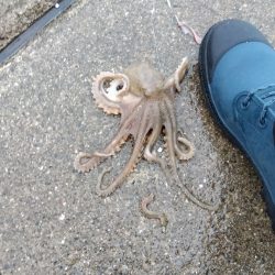 苅屋海岸の投げ釣り