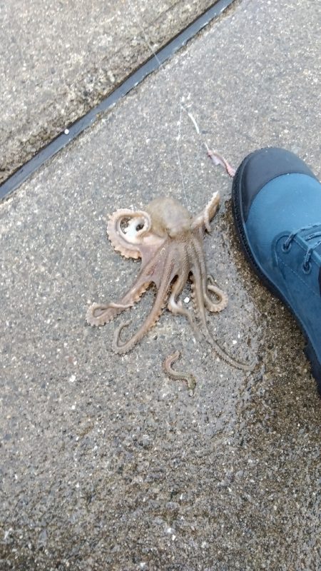 苅屋海岸の投げ釣り